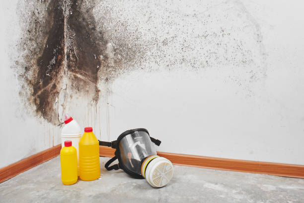Best Mold Testing  in Carbondale, KS