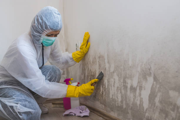 Best Mold Remediation  in Carbondale, KS