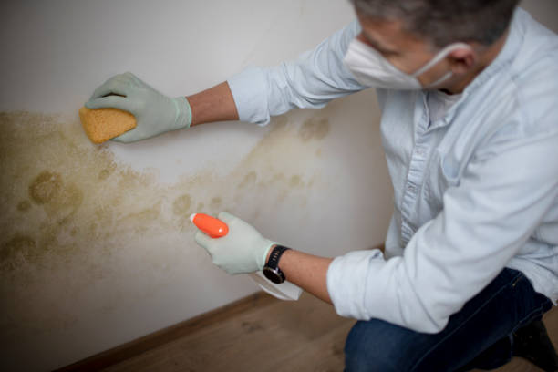 Best Commercial Mold Removal  in Carbondale, KS