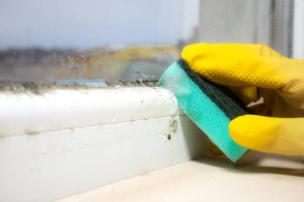 Best Office Mold Removal Services  in Carbondale, KS