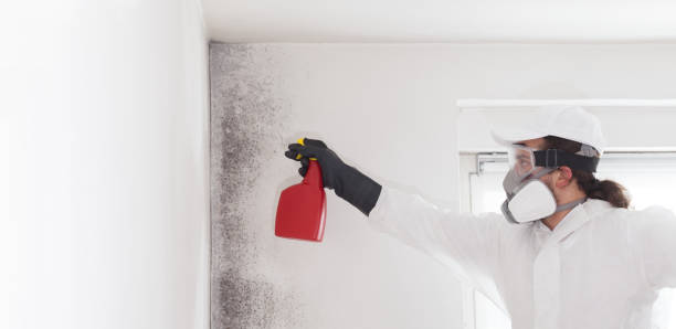 Office Mold Removal Services in Carbondale, KS