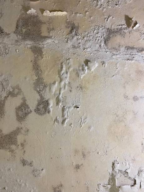 Best Mold Testing and Removal  in Carbondale, KS