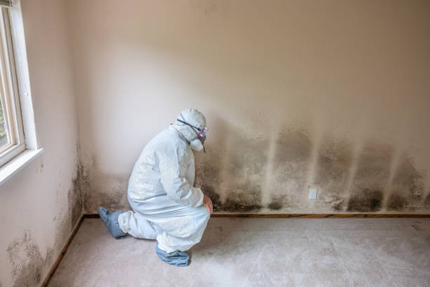 Certified Mold Removal in Carbondale, KS