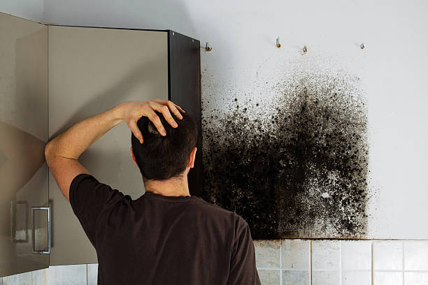 Mold Removal Process in Carbondale, KS