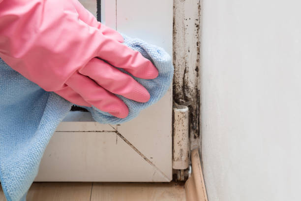Best Crawl Space Mold Removal  in Carbondale, KS