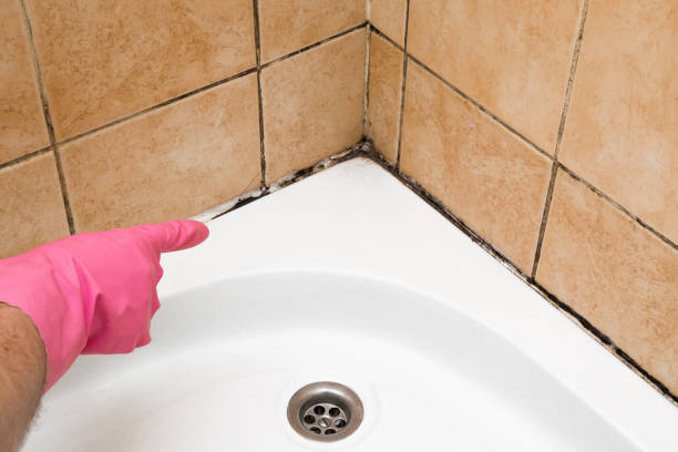 Best Black Mold Removal  in Carbondale, KS