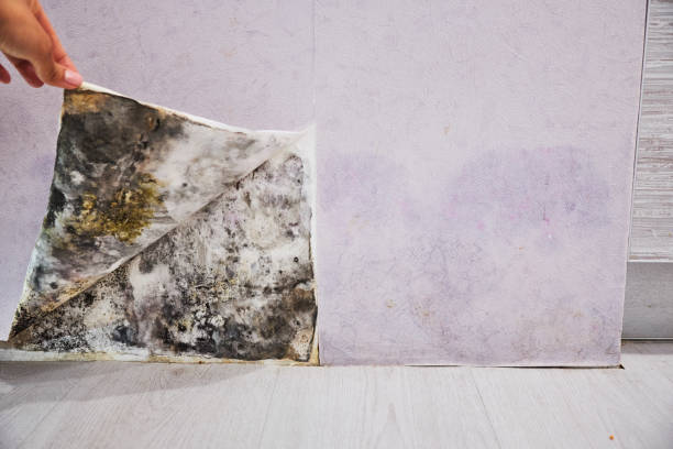 Best Home Mold Removal  in Carbondale, KS